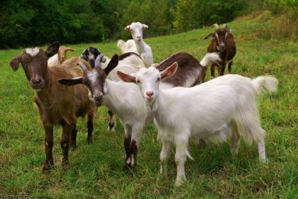 A Guide To Keeping Goats in Australia by Maria Prendergast