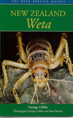 New Zealand Weta by George Gibbs
