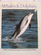 Whales And Dolphins by Vic Cox