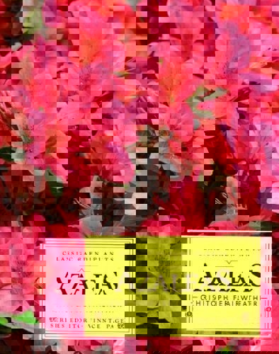 Azaleas by Christopher Fairweather