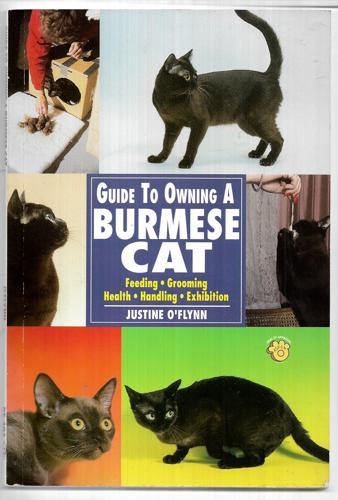 Guide To Owning A Burmese Cat by Justine O'Flynn