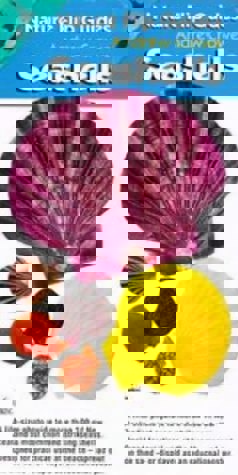 Seashells (Nature Flip Guides) by Andrew Crowe