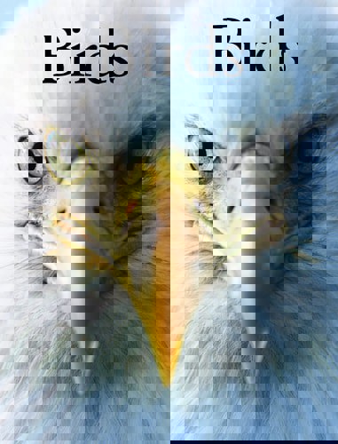 Birds by Per Christiansen