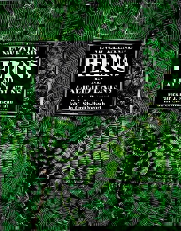 New Zealand Ferns And Allied Plants by P. J Brownsey