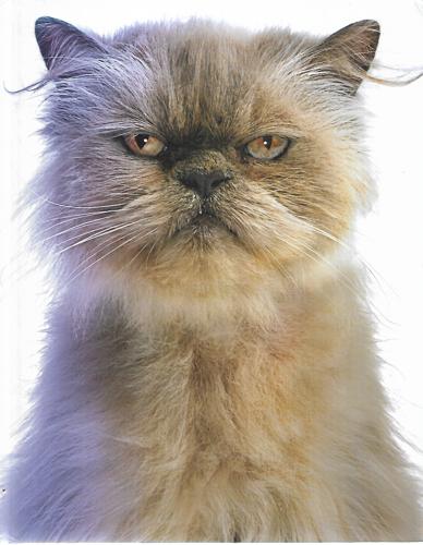 Cat Capers: Catitude For Cat Lovers by Gandee Vasan